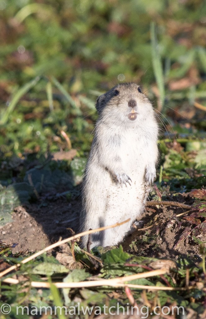 Brandt's Vole