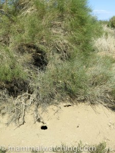 Great Gerbil Burrow