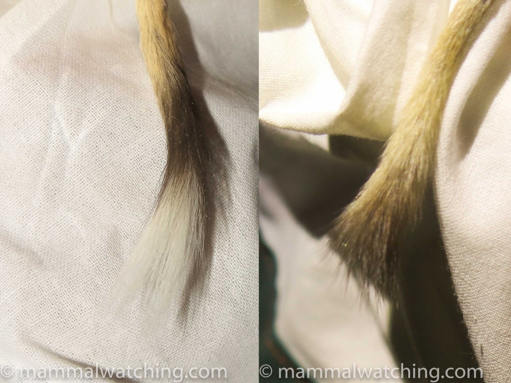 jerboa-tails