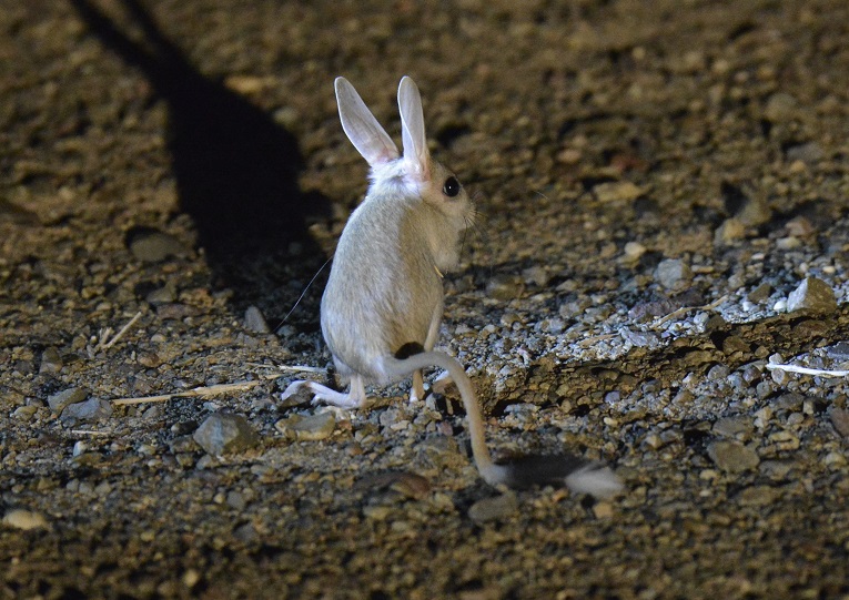 siberian-jerboa