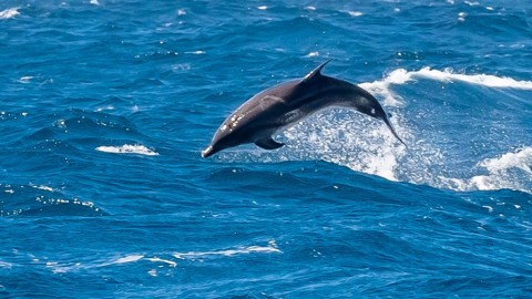 Cape Verde Dolphin ID help