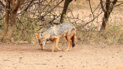 Need ID for a jackal from Ethiopia
