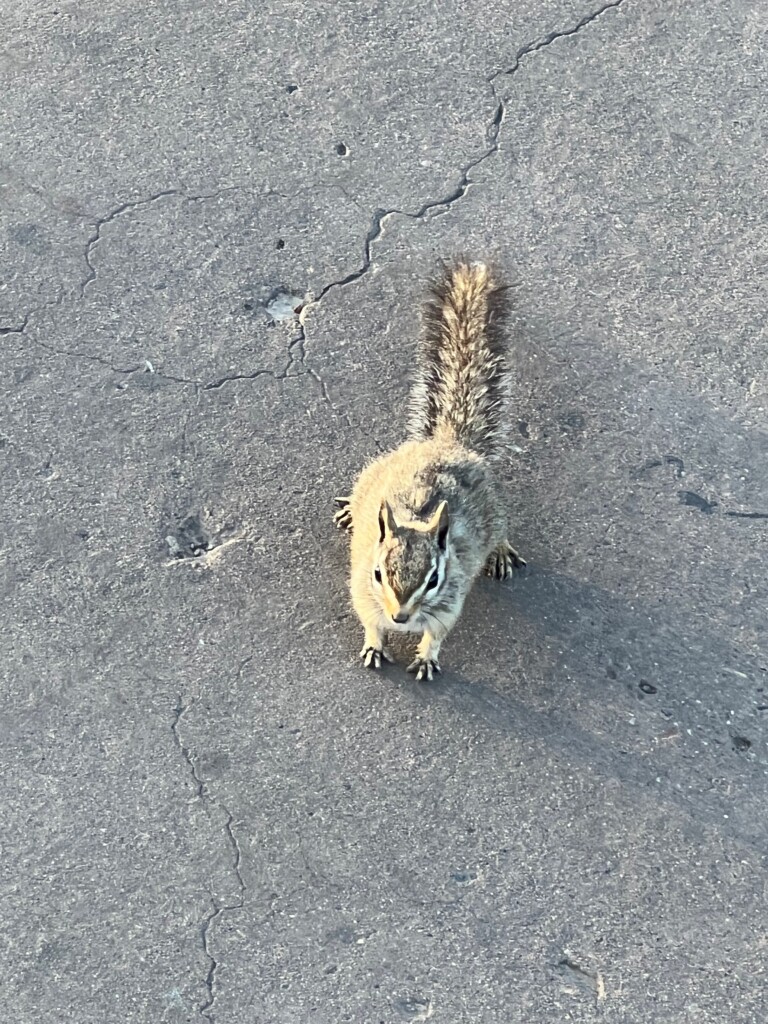 https://www.mammalwatching.com/wp-content/uploads/Cliff-Chipmunk-768x1024.jpg