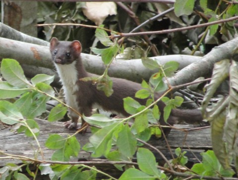 Weasel in malay