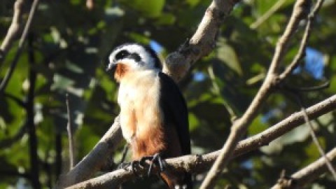 Trip Report by Asian Adventures Birding Guide Deepak Kumar – Corbett National Park and Chambal River