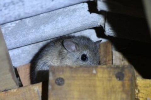 Help with rodent ID – Paraguay