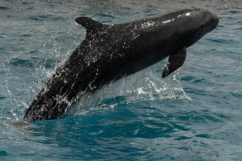 Pygmy killer whales