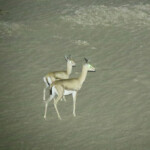 Gazelles-1.jpg