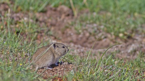 Another Mountain Vole ID please..