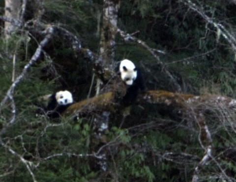 Sichuan Mammal Watching Tour – March 2019 – Royle Safaris Trip Report