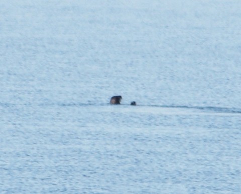 North American River Otter in Long Island Sound