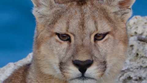 Pumas of Torres del Paine (private reserve)