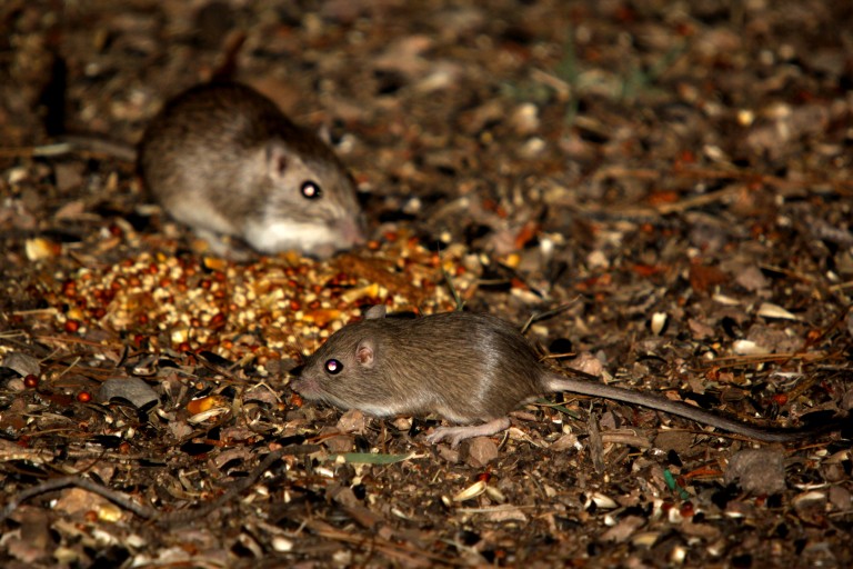 Pocket Mice (Chaetodipus/Perognathus sp.) & Packrat (Neotoma sp.) ID