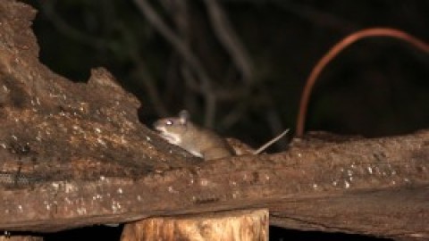 Pocket Mice (Chaetodipus/Perognathus sp.) & Packrat (Neotoma sp.) ID- Portal, Arizona
