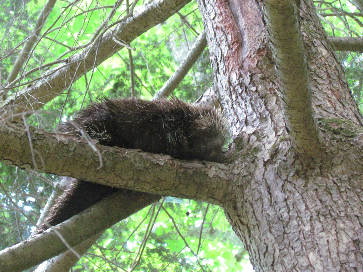 massachusetts mammals Mammal Watching