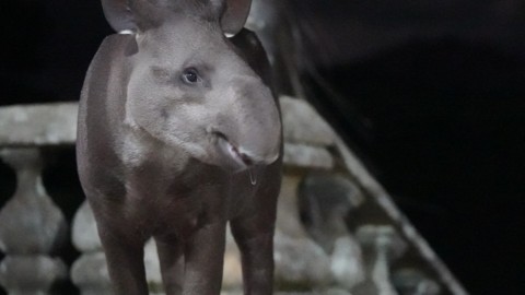 Lowland tapir at caraça, Brazil