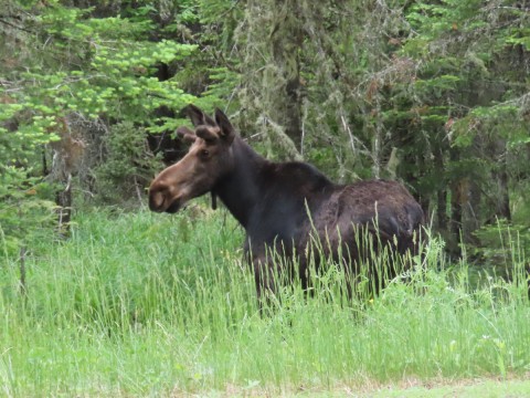 Moose Watching in Pittsburg, NH