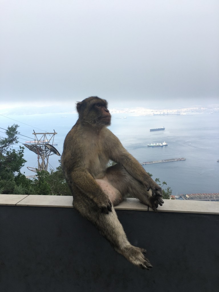 Barbary Macaque, Macaca sylvanus