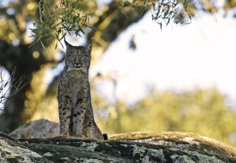 Iberian Lynx Tours Available for EU citizens and people from 15 other countries