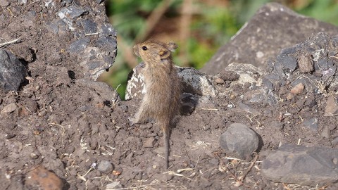 Need ID for Grass rats from Ethiopia