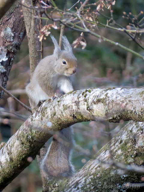 Japanese Squirrel (Sciurus lis)