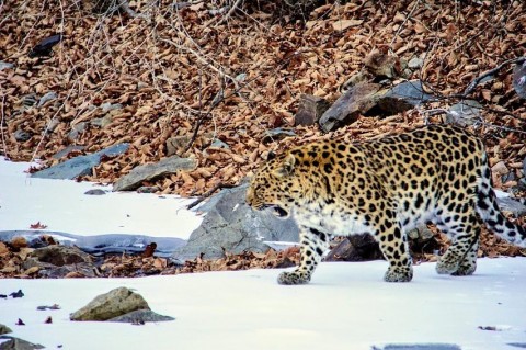 Siberian Tiger photography Archives - Mammal Watching