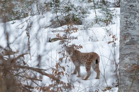 Chasing the Transylvanian Lynx, 2022