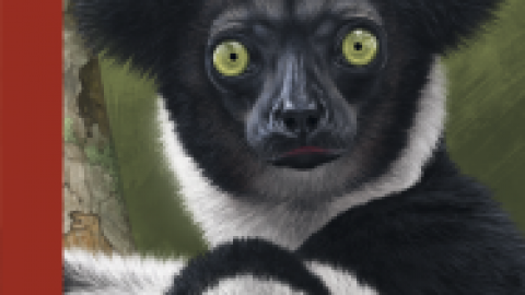 Madagascar Mammal Material