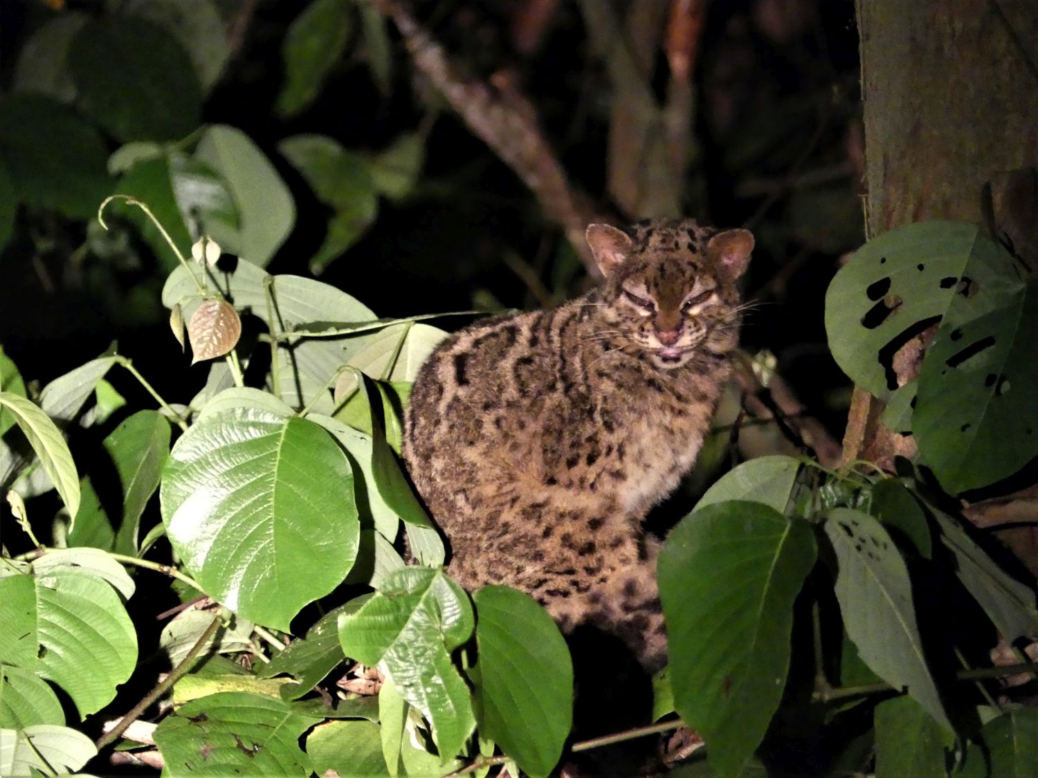 Marbled Cat Borneo Mammal Watching