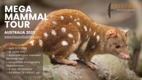 Advertising: Australian Mega Mammal Tour, April 2023