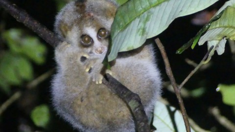 Borneo’s Rare Mammals Tour – Royle Safaris Trip Report August 2018