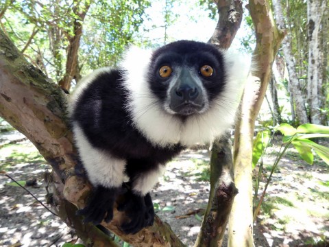 Madagascar Wildlife (Mammal Watching) Tour Trip Report from Royle Safaris