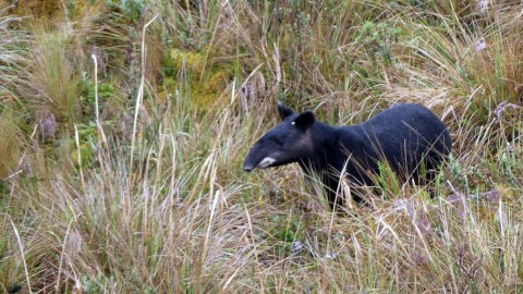 Rare Andean Mammals Tour – Trip Report – Royle Safaris – November 2019