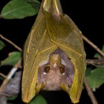 Pohle's-Fruit-Bat-Eyes