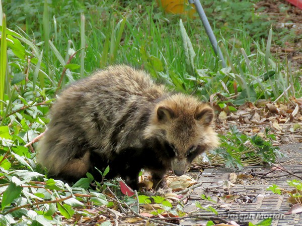 Download Japanese Raccoon Dog (Nyctereutes procynoides viverrinus ...