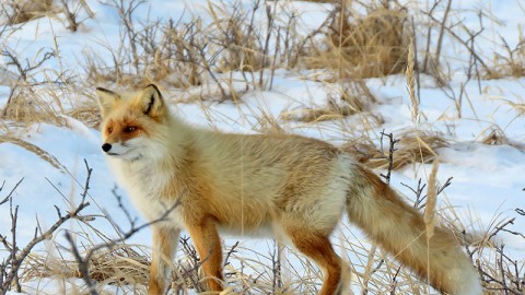 Red Fox (Vulpes vulpes schrencki)