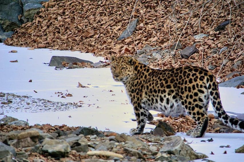 Amur Leopard & Siberian Tiger Success - Next Available Trips - Mammal