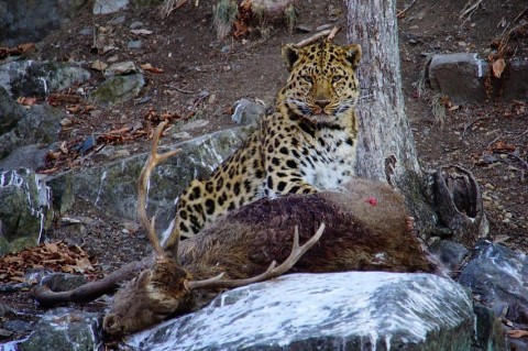 Amur Leopard & Siberian Tiger Success – Next Available Trips