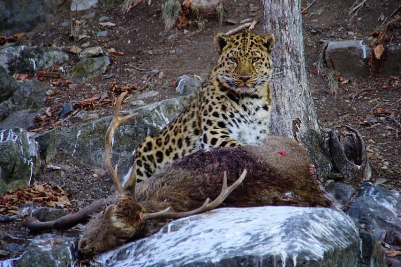 Amur Leopard & Siberian Tiger Success - Next Available Trips - Mammal