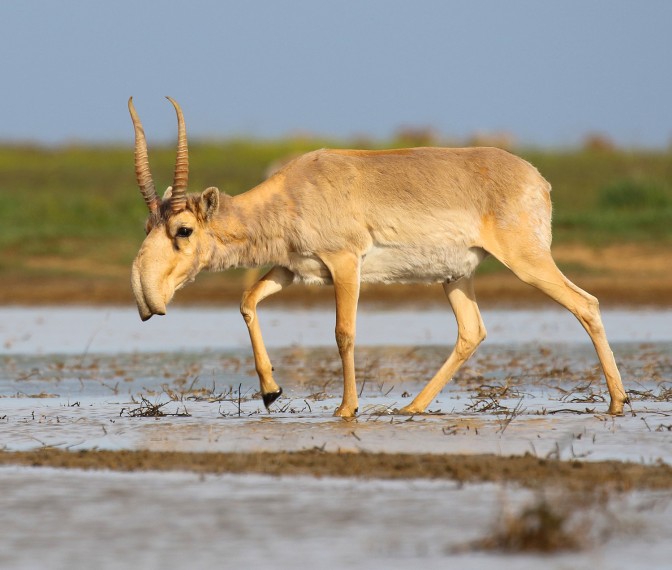 Download Saiga at Stepnoi 19-27 May 2020 - Mammal Watching