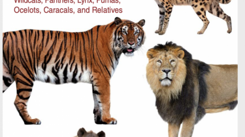 Book Review: Felids and Hyenas of the World, José R. Castelló (Princeton Field Guide)