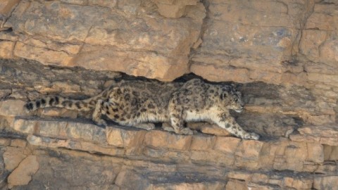 Advertising: Snow Leopards in India’s Kibber Wildlife Sanctuary
