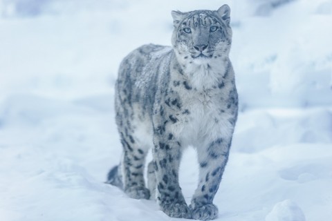 New Mammal Trips: Snow Leopards in Tibet /  Rare Mammals in Borneo