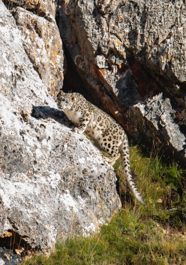 Advertising: Tibet Snow Leopard Wildlife Expedition. September 2020
