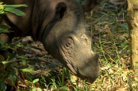 Sumatran Rhino Expedition Trip Report – Royle Safaris