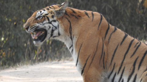 India, Kanha Tiger Reserve
