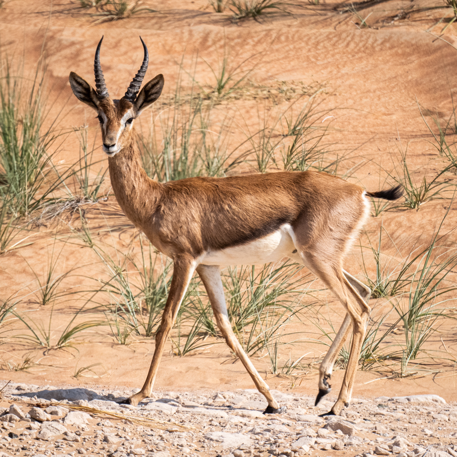 United Arab Emirates for Tahr Gazelle, December - Watching
