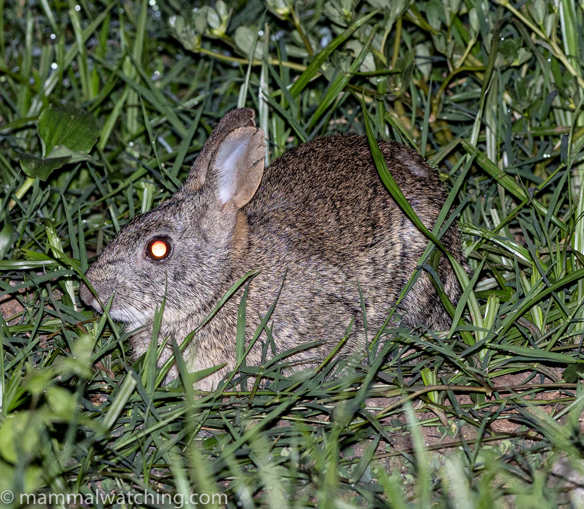 Uganda Mammal Watching