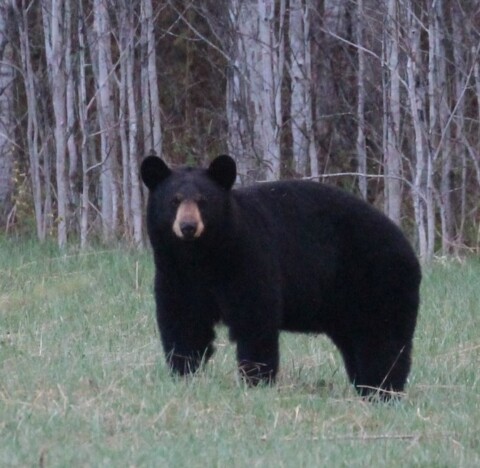 Mammalwatching Podcast: Rob Foster recounts his (many) black bear attacks