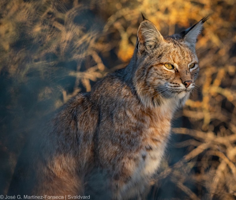 Update on Bobcats in Tucson Arizona Mammal Watching